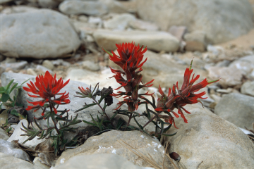 [Desert Paintbrush]
